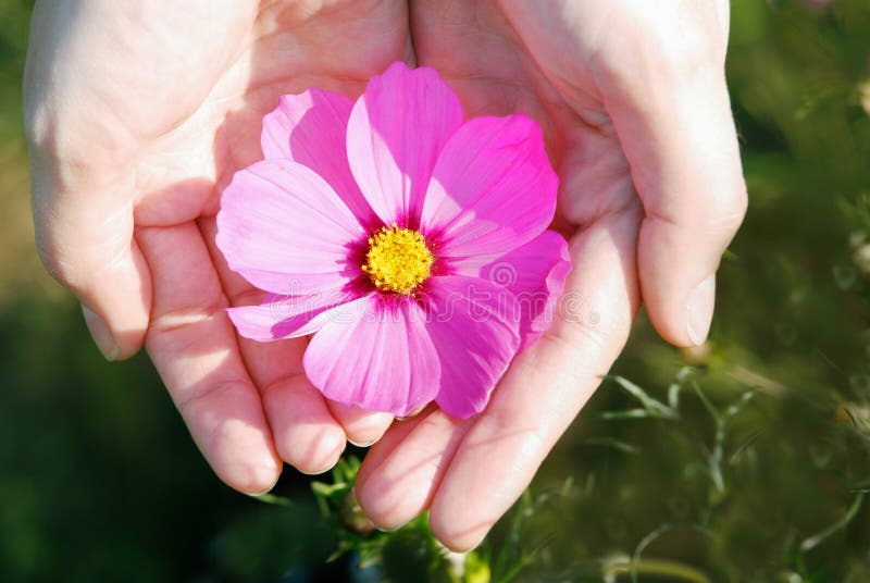 Flower and hand stock image. Image of cultivate, comfort 1965823
