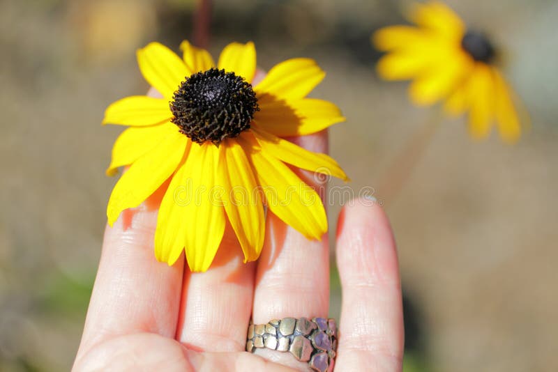 A hand plucking a flower stock photo. Image of plucking 18117038