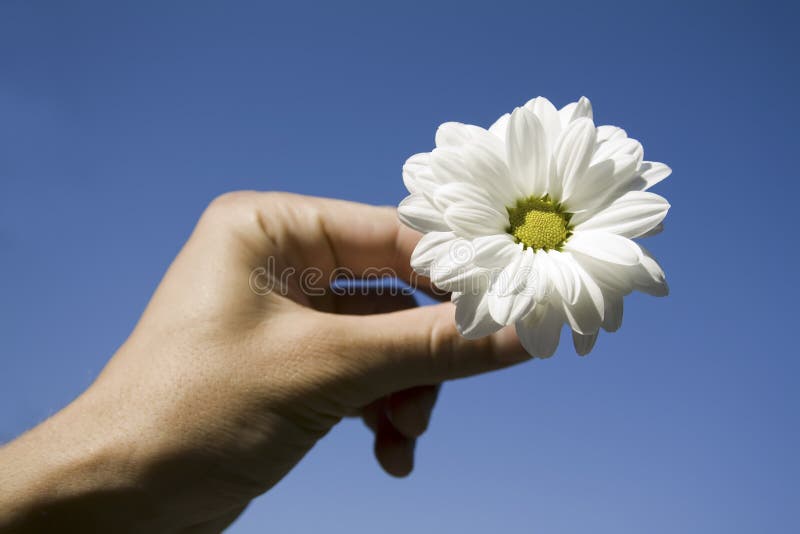 Flower and Hand Against Blue Sky Stock Photo Image of gift, marguerite 5732538