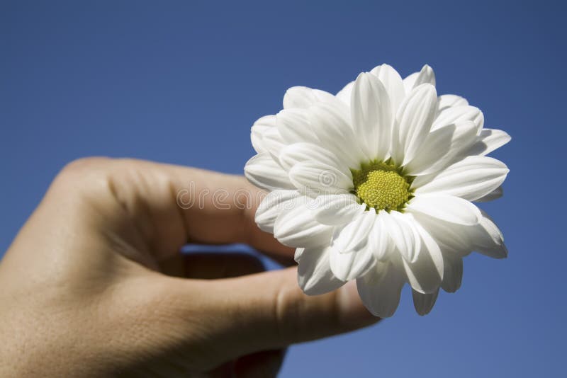Flower and Hand Against Blue Sky Stock Image Image of love, valentine