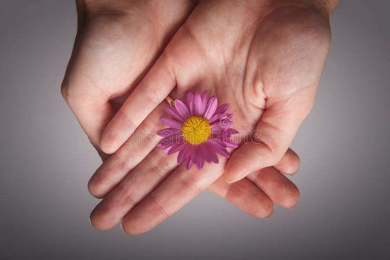 Flower in hands stock image. Image of petal, plant, environment 22112215
