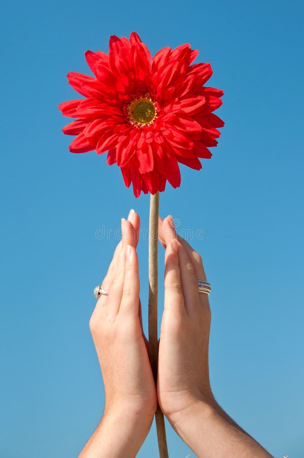 Flower in prayer hands stock photo. Image of pray, single 24412406