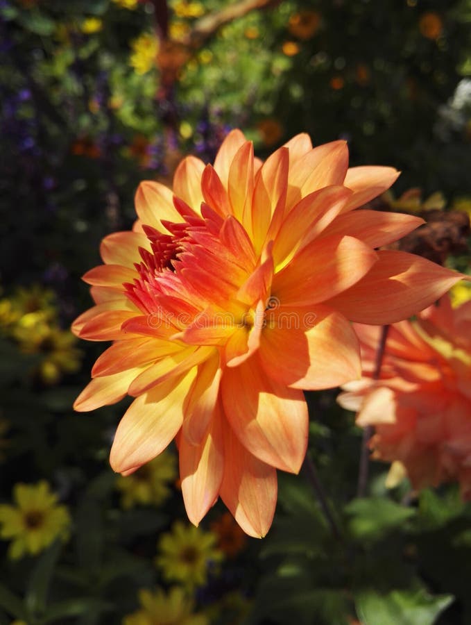 Flower head of a Dahlia cactus `Garden Party` in orange color in the sun royalty free stock image Flower head of a Dahlia cactus `Garden Party` in orange color in the sun royalty free stock image