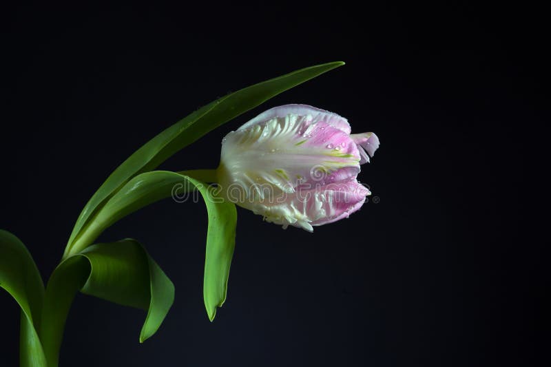 Flower head of a parrot tulip in white and pink with water drops against a black background, copy space, selected focus