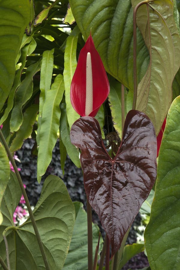 TÌNH YÊU CÂY CỎ ĐV.3 - Page 41 Flower-hear-shaped-leaves-anthurium-chamberlainii-anthurium-chamberlainii-endemic-to-venezuela-s-montane-rainforest-227558279