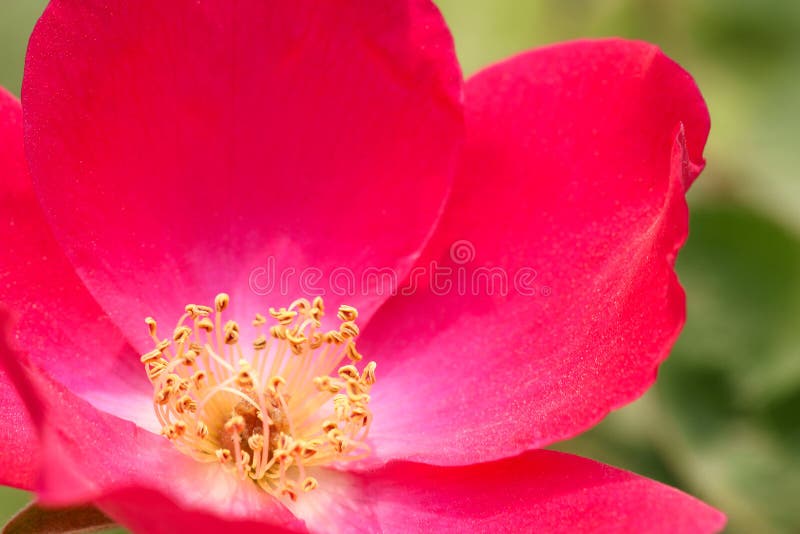 Flower heart royalty free stock image Flower heart royalty free stock image