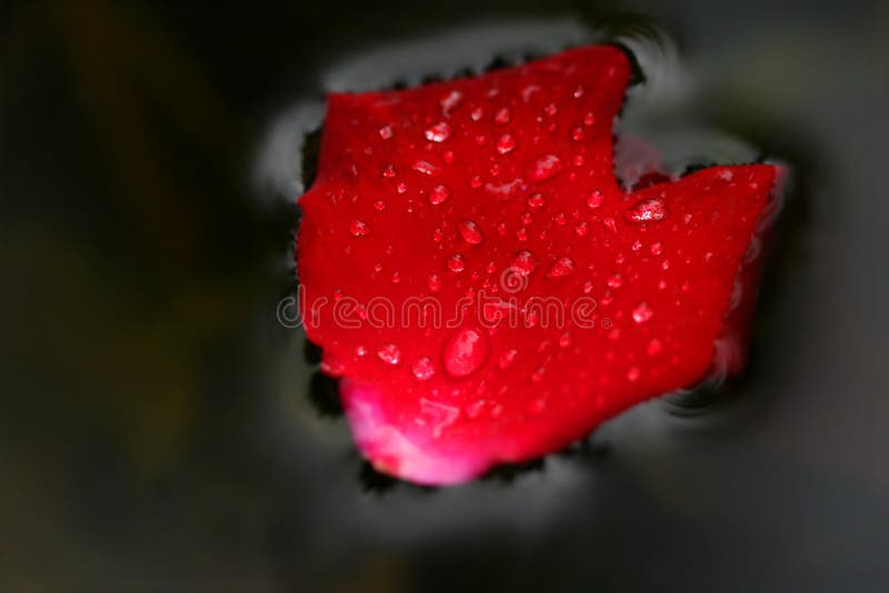 Flower heart royalty free stock images