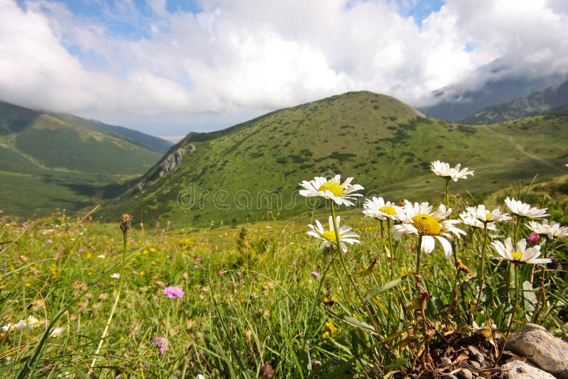 Flower in high mountains