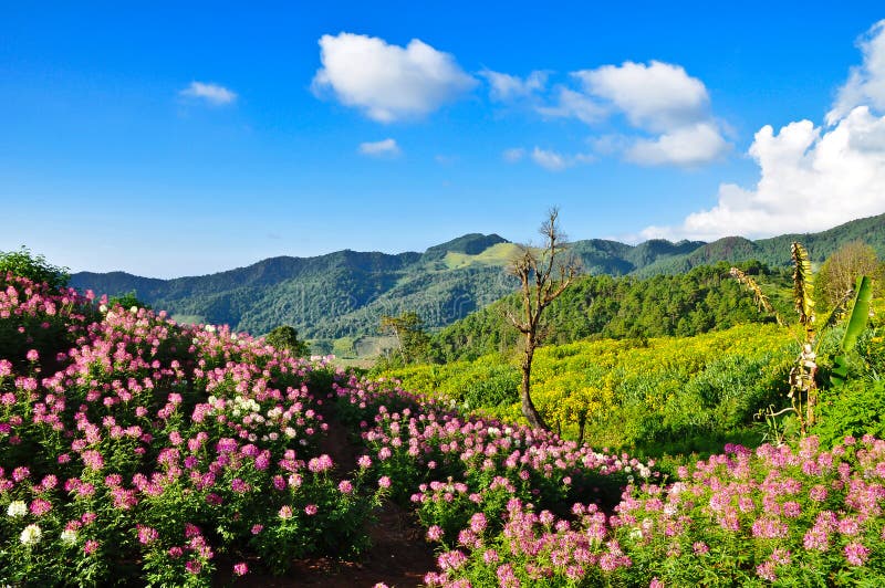 Flower hill stock photo. Image of beautiful, natural 20246818