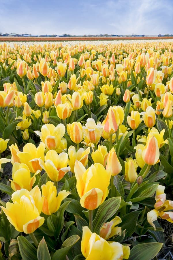 Holland flower bulb stock image. Image of europe, fields 18055725