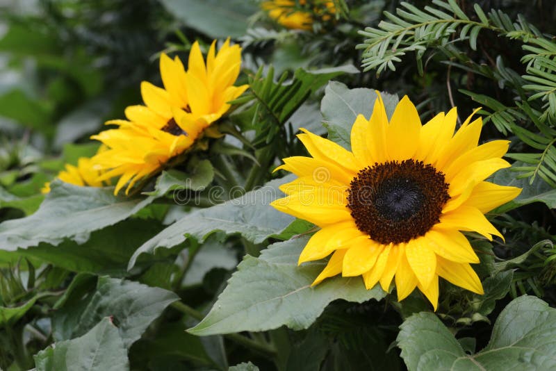 Flower in Hong Kong stock image. Image of flowers, butterfly - 169363105