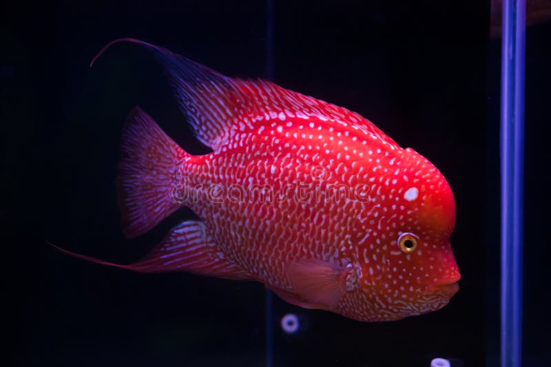 Flower Horn Fish In Aquarium Stock Photo Image of face, pattern 48453396