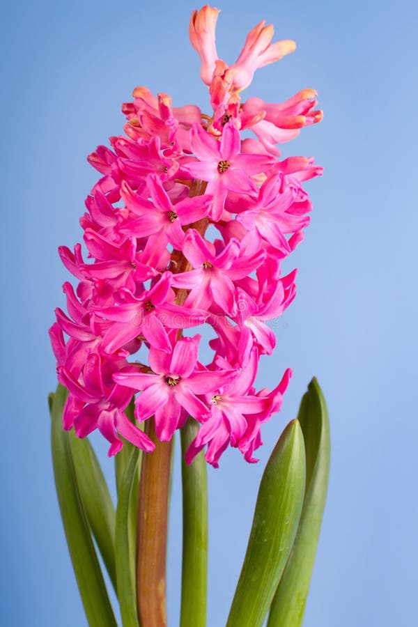 Flower hyacinth