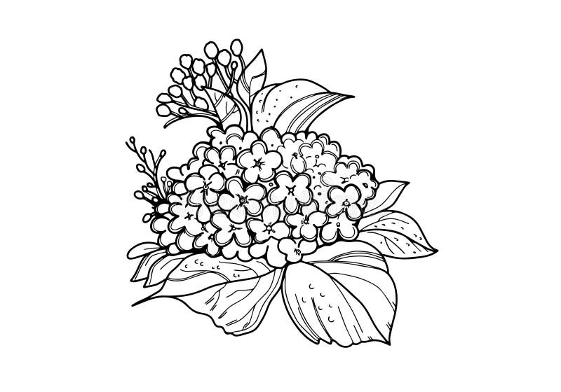 Flower. Hydrangea. Coloring for Adults. Stock Illustration