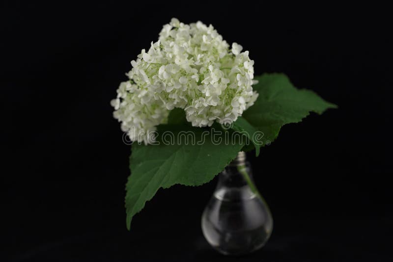 Flower hydrangea isolated on a black background in a vase with clear water