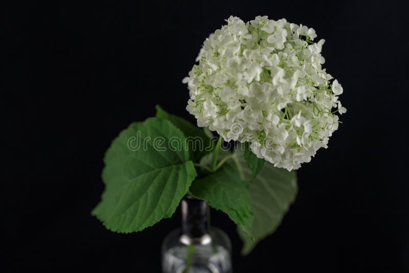 Flower hydrangea isolated on a black background in a vase with clear water