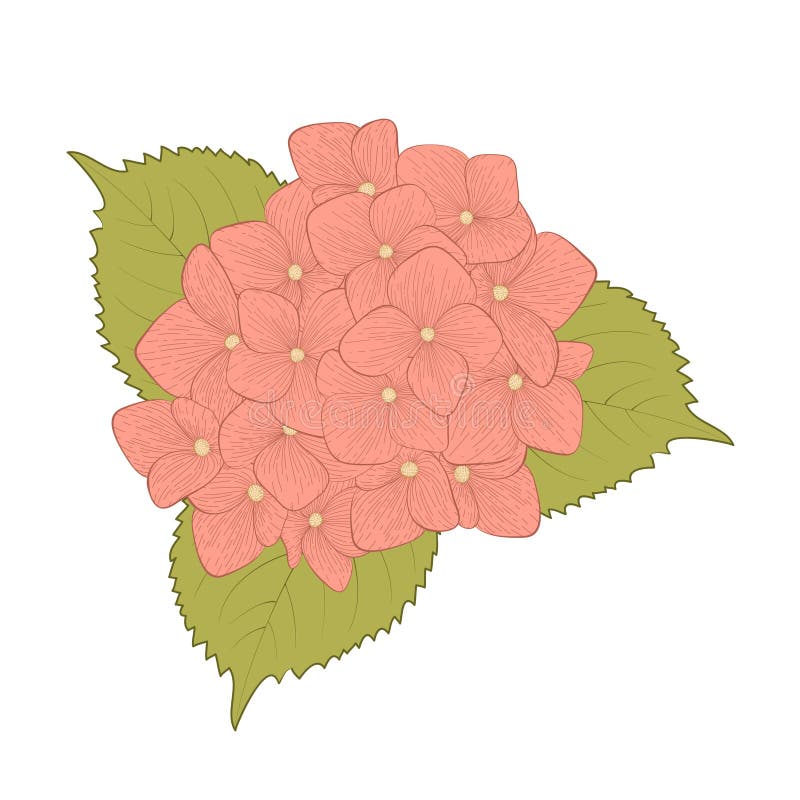 Hydrangea Flower Pencil Sketch Stock Illustrations – 84 Hydrangea ...