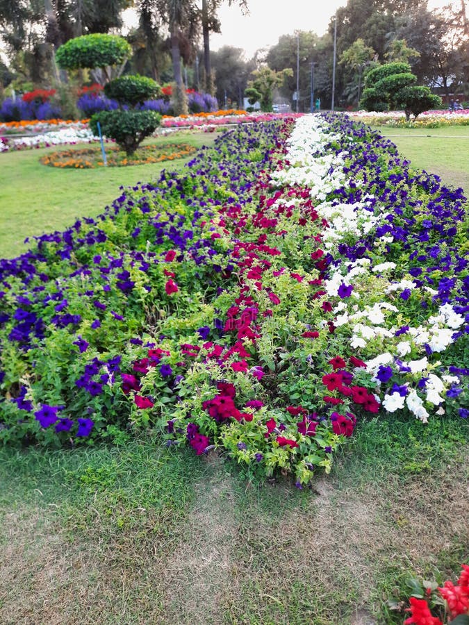 Flower Image in Delhi Park Tree Grass Stock Image Image of delhi