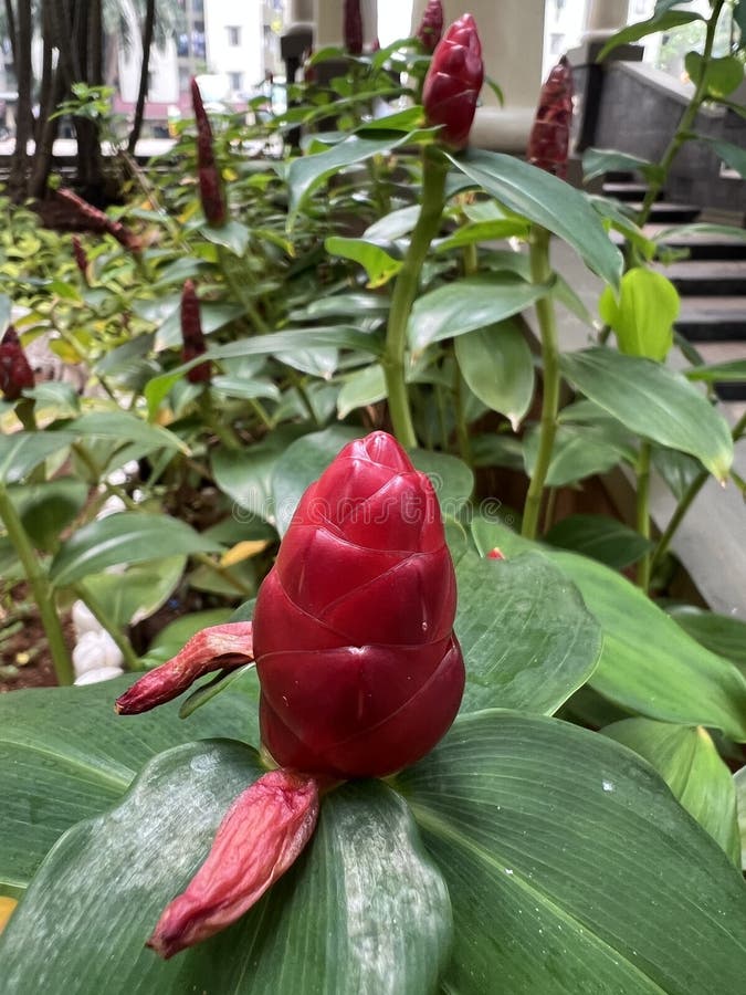 Flower Indian Head Ginger Stock Photo Image of tropical, freshness