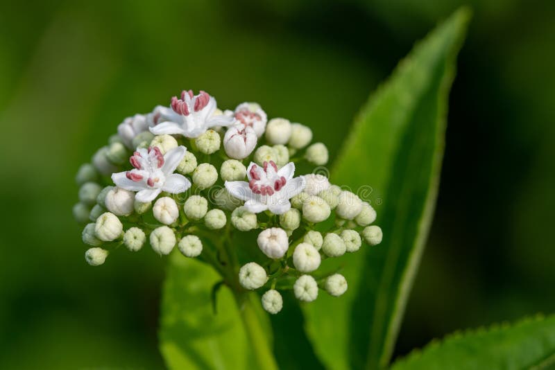 Blooming danewort dwarf elderberry or elderwort, Sambucus ebulus, close-up, selective focus stock photos Blooming danewort dwarf elderberry or elderwort, Sambucus ebulus, close-up, selective focus stock photos