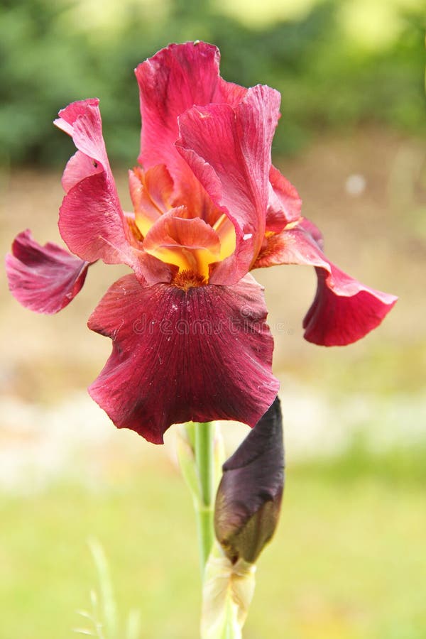 Flower iris stock photo. Image of petals, botanical, seasonal 25319548