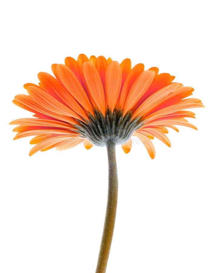 Flower Isolated
