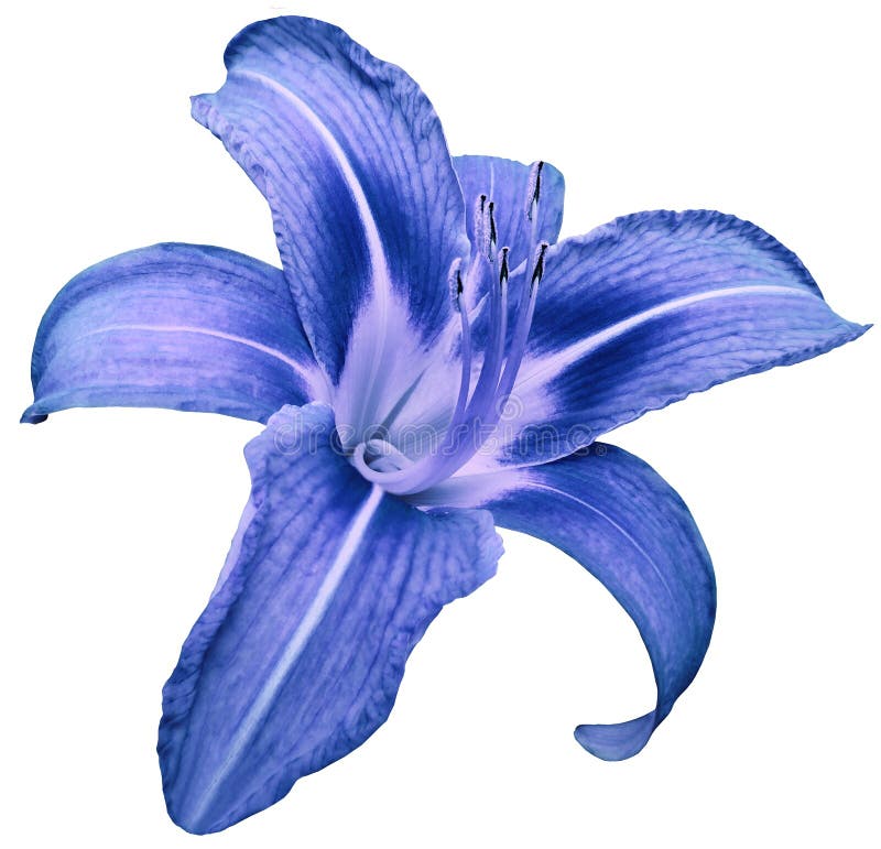 Blue Lily Flower on the Black Isolated Background with Clipping