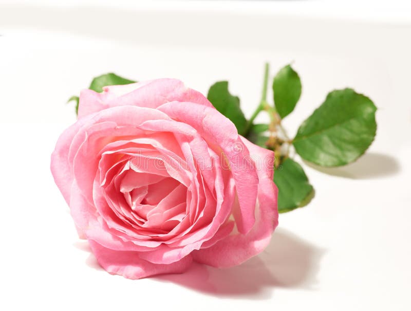 Flower, isolated pink rose and against a white background for blossom. Natural beauty floral or plant, stem valentine