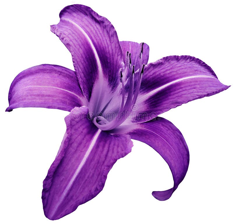 Flower isolated purple lily on white background no shadows. Closeup.