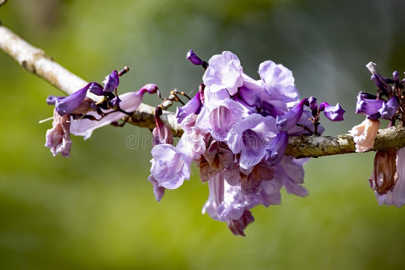 Flower of the Jacaranda Tree Jacaranda Cuspidifolia Stock Photo Image