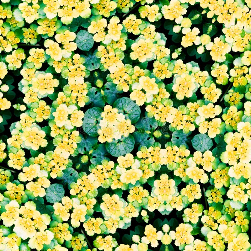 Flower kaleidoscope resembling a mandala stock photo Flower kaleidoscope resembling a mandala stock photo