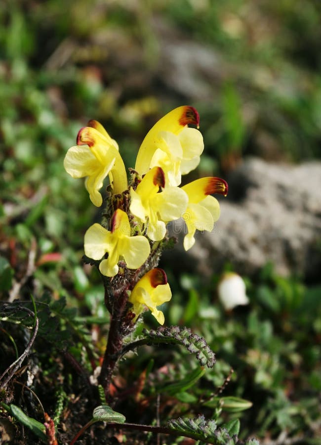 Flower on Kamchatka