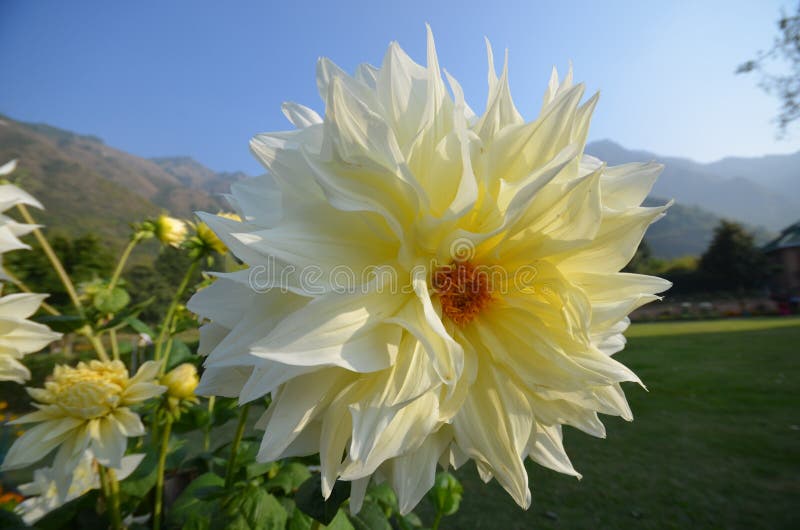 Beautiful Flower In Kashmir Stock Image Image of olympus, camera