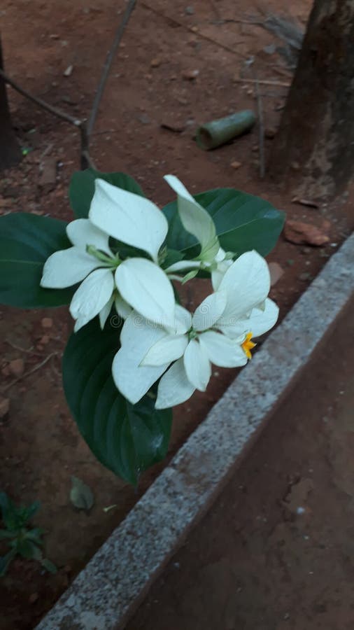 Flower in Kerala Calicut Koolimadu Thathoor Stock Image Image of