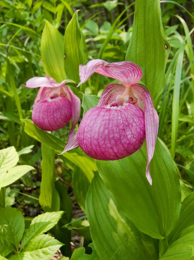 Da fiore da orchidea pantofole ()  erba.