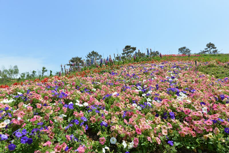 Flower land stock image. Image of park, heaven, barrier 37556957