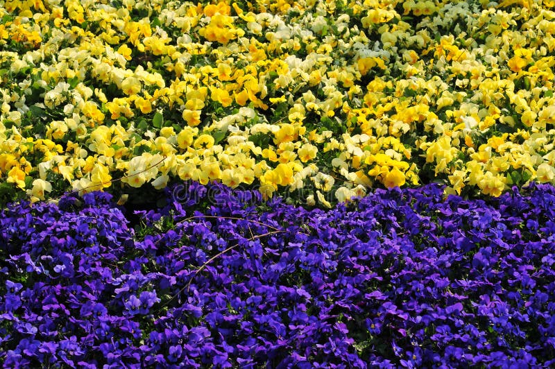 Flower Land Picture. Image 4937195