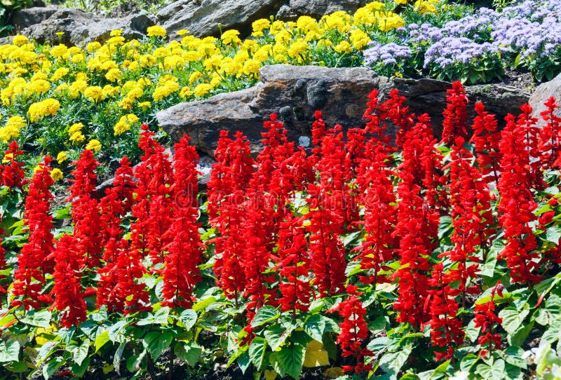 Flower landscaping stock photo. Image of variegated, lawn 6878494