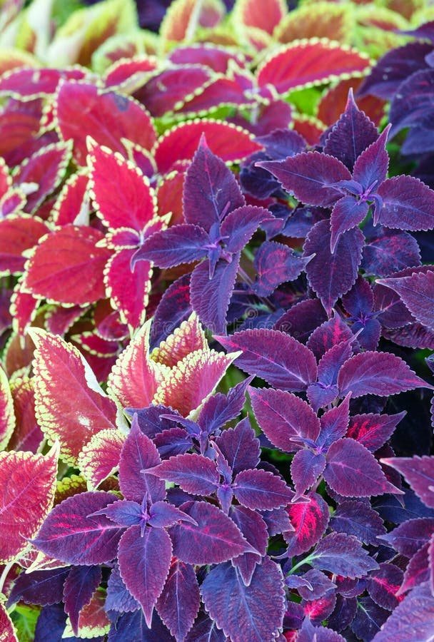 Flower landscaping stock image. Image of motley, rhododendron 6878513
