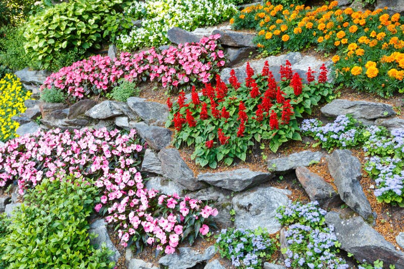 Flower landscaping stock photo. Image of variegated, lawn 6878494