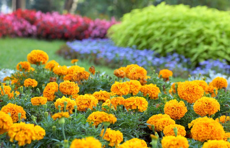 Floreciente vistoso Camas de flores en el verano la ciudad.