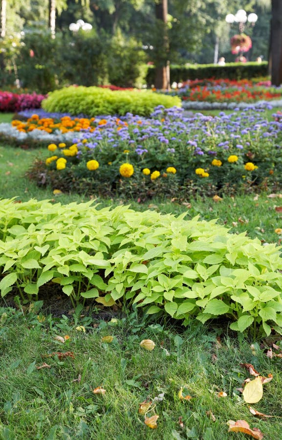 Flower landscaping stock photo. Image of variegated, lawn 6878494