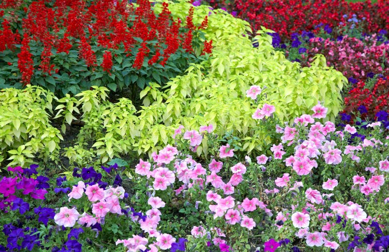 Flower landscaping stock photo. Image of variegated, lawn 6878494