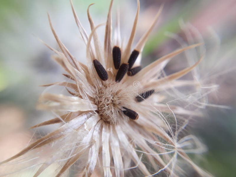 Flower last seeds stock image. Image of spring, wild 116266901