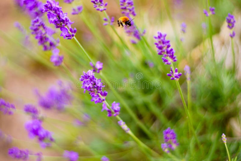 Flower, Lavender, English Lavender, Purple Picture. Image 113148215