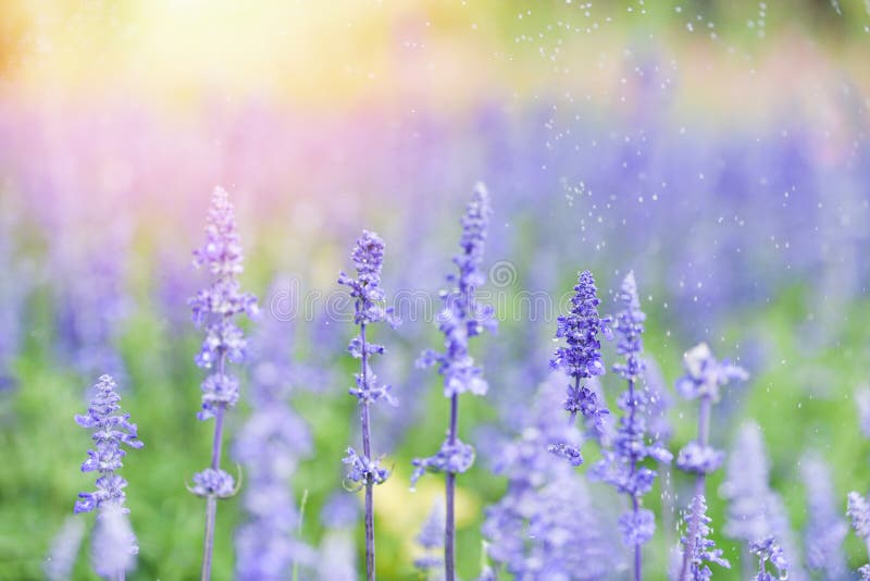 Lavender Flower Bloom in the Lavender Fields Flower Garden Background