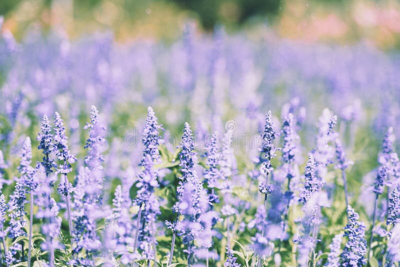 Lavender Flower Bloom in the Lavender Fields Flower Garden Background