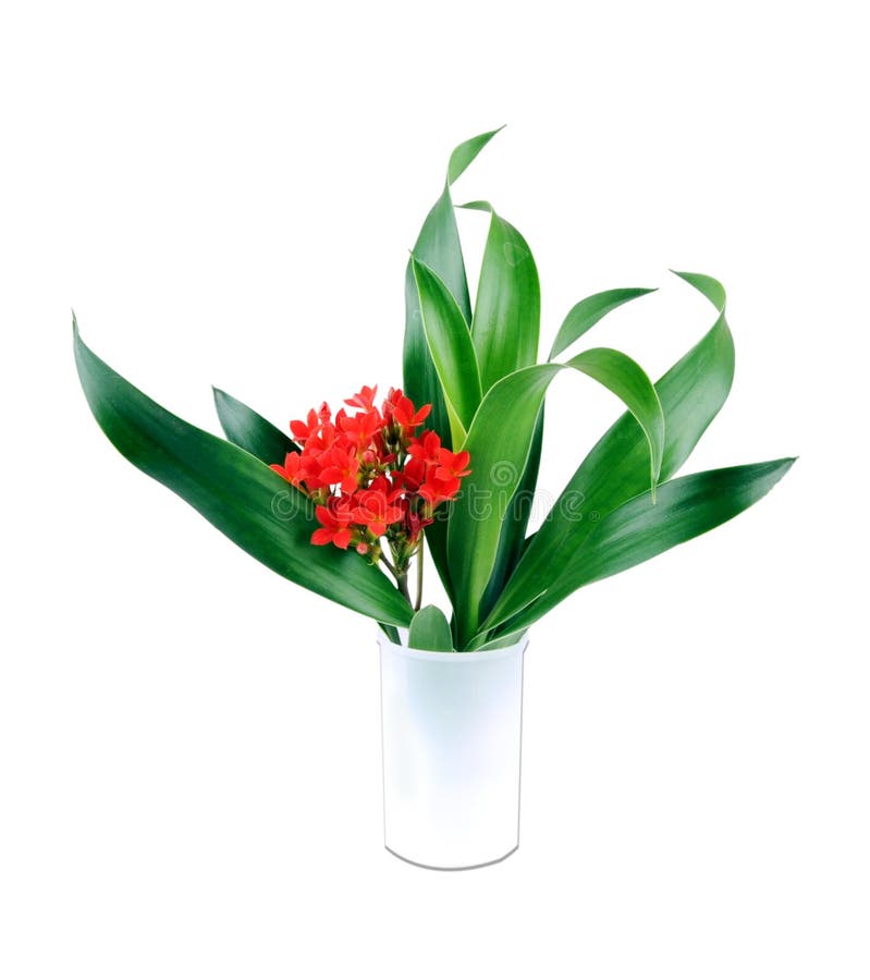 Flower and leaf stock photo. Image of botany, peace, decorative 12817836