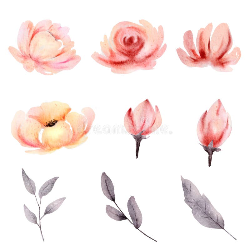 Flower and Leaf Collection Watercolor Isolated on White Background ...