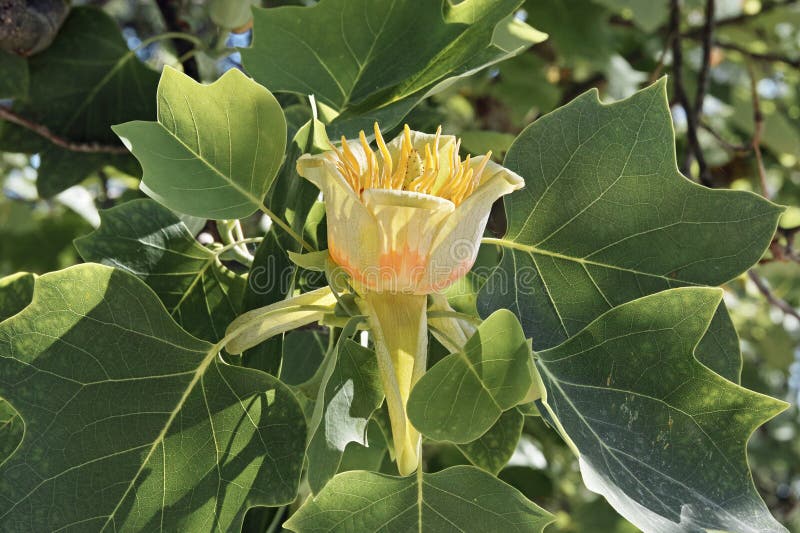 Flower an Leaves of American Tulip Tree Stock Image Image of